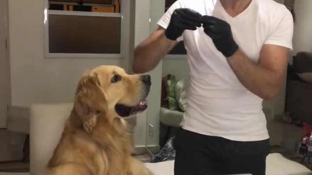 If Salt Bae Served a Dog