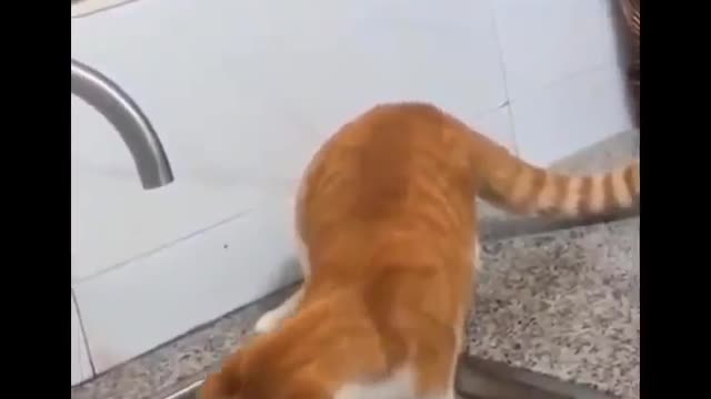 Funniest Cats 😹 - Don't try to hold back Laughter 😂 Part 11