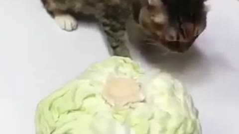 When your cat is vegan!