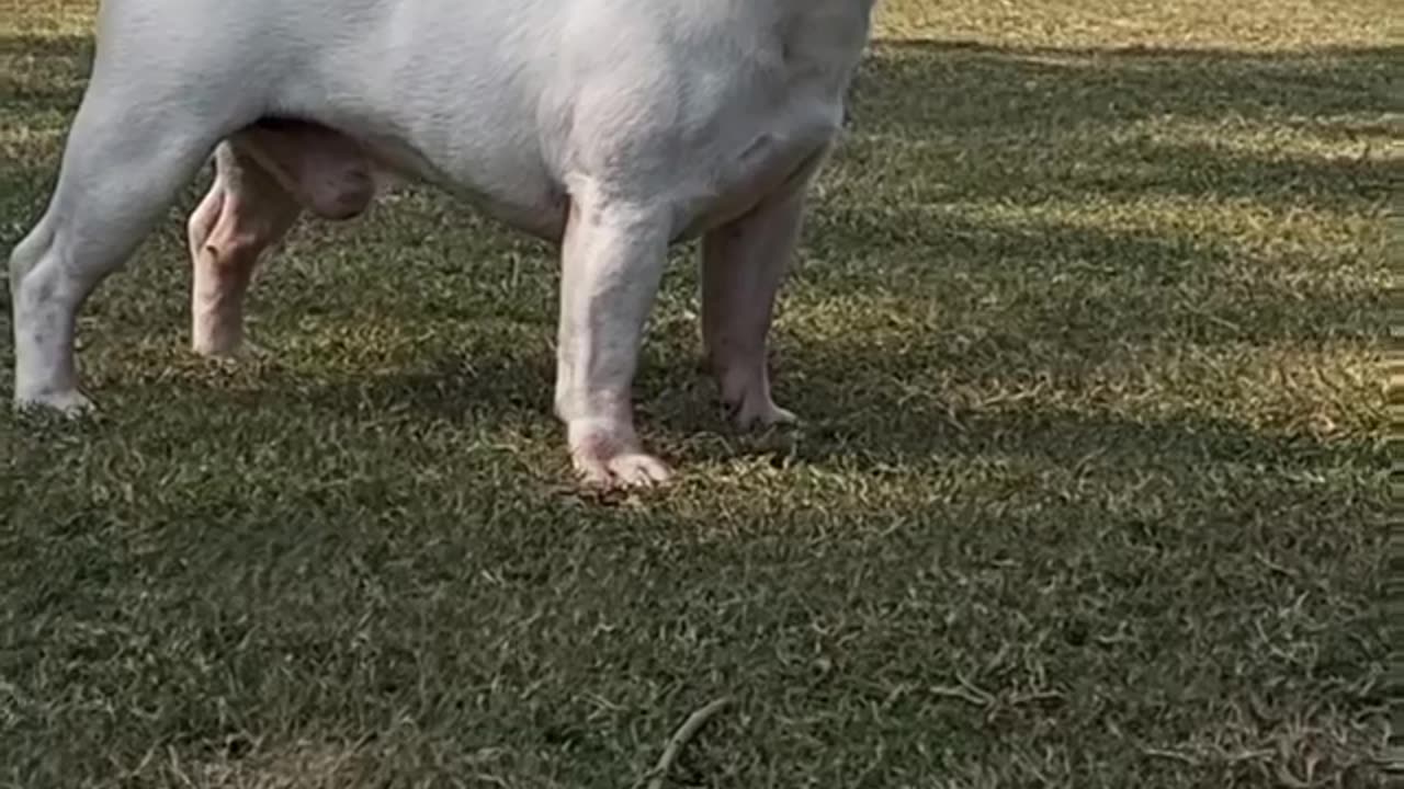 Unstoppable French Bull Dog