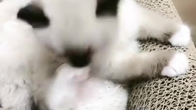 I'm so laughing, the kitten is so stupid that it actually eats its own feet