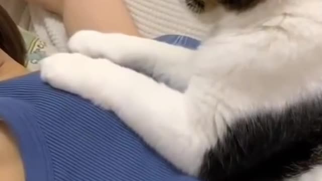Cute and Funny Cat Videos Compilation