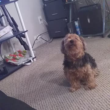 Messing with the dog