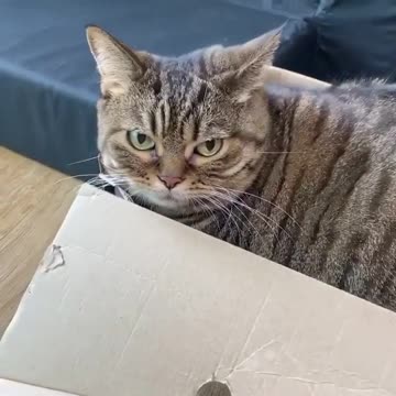 😆😆😆 Nobody takes me out of my cardboard box 😆😆😆