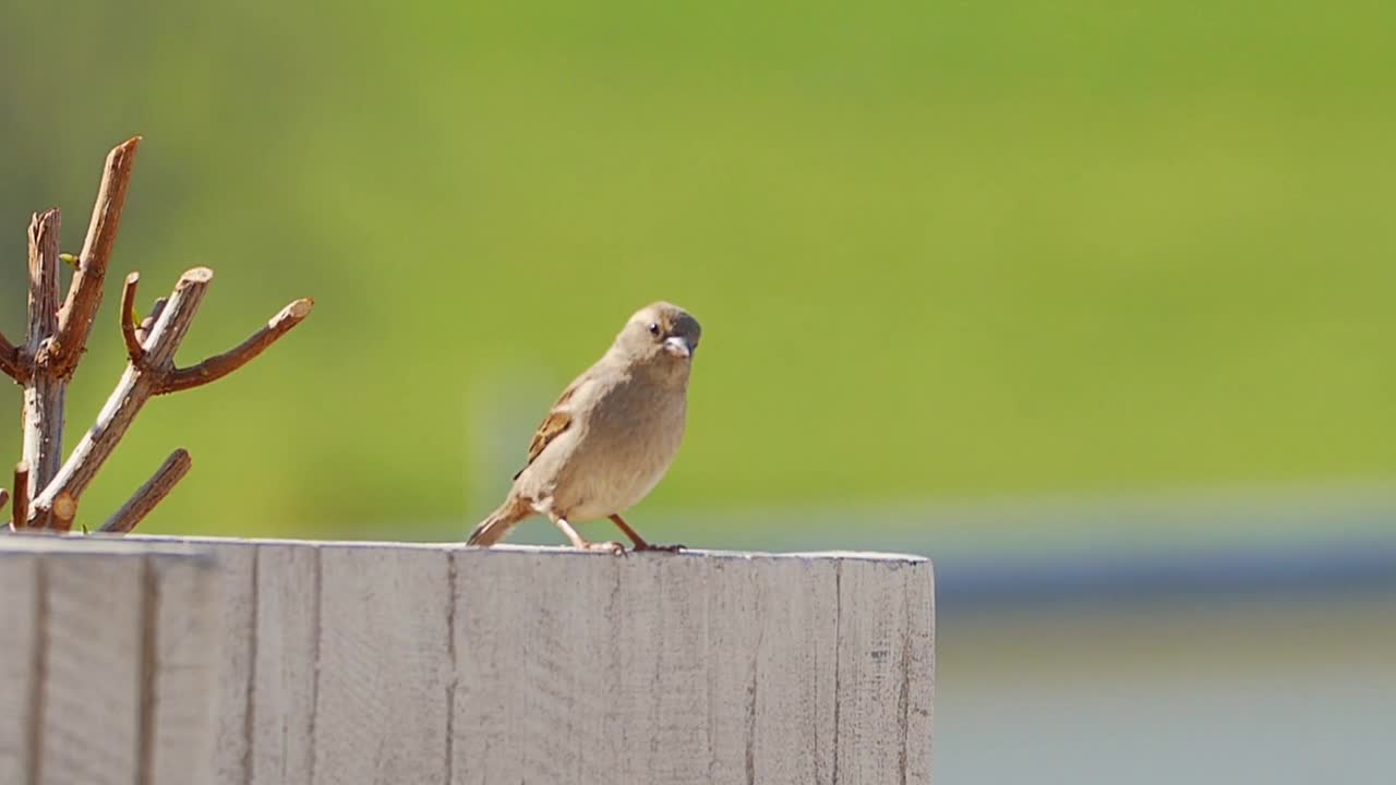 Beautiful birds playing