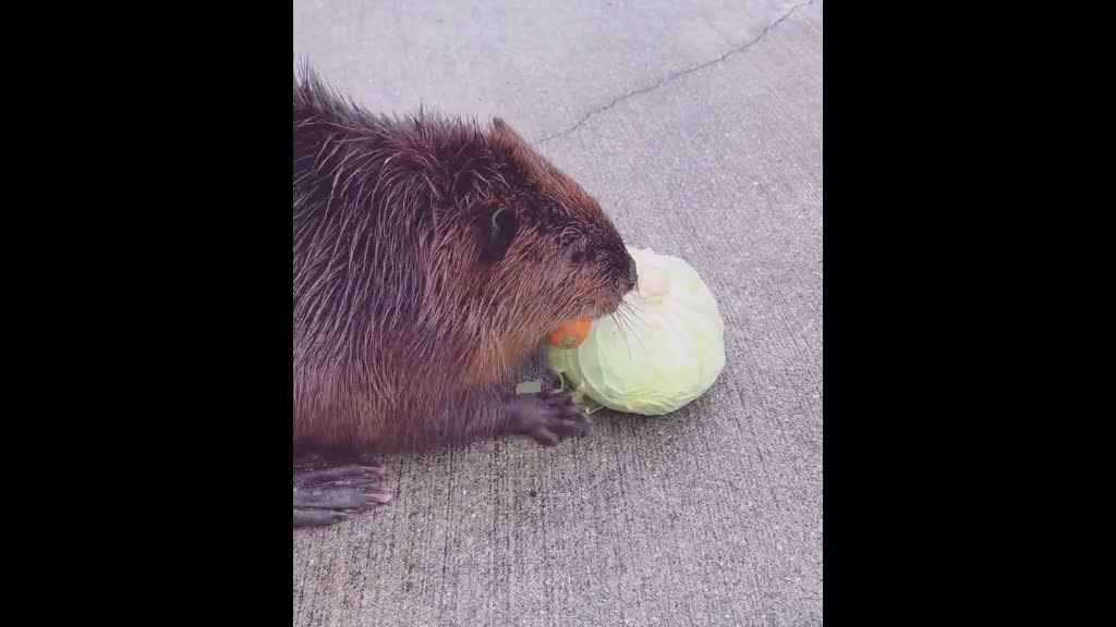 It's a very cute animal and I really adore it as well. #beaver