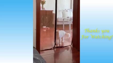 Top Funny Cat Videos Of The Weekly - Try Not To Laugh