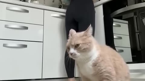 Funny cats