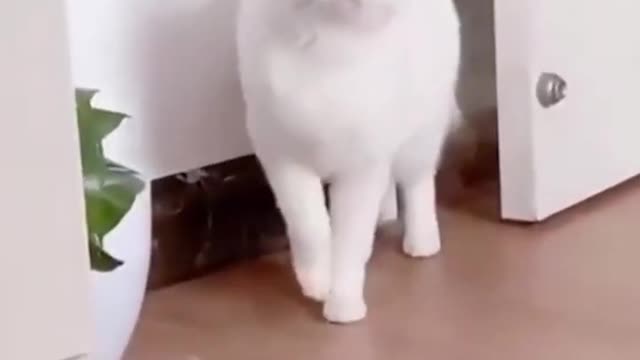 Cute! White Cat step by step