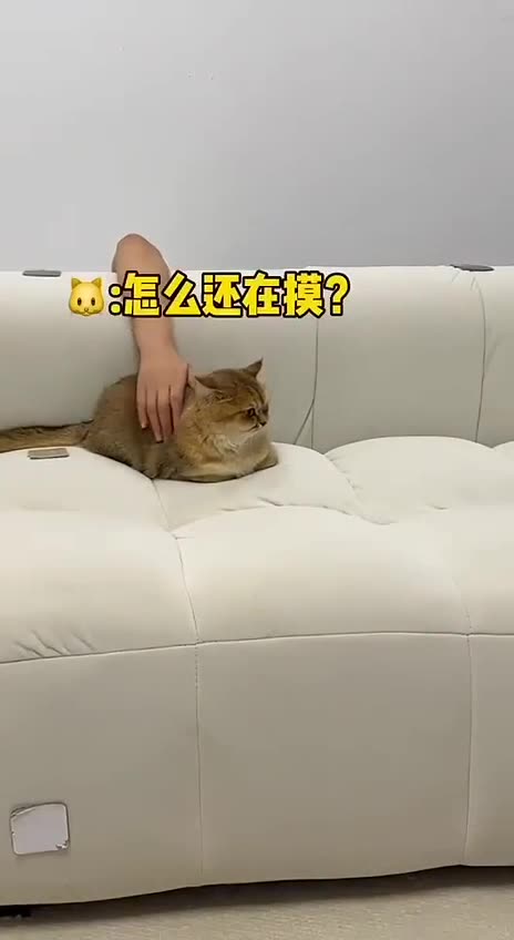 I may be a cat but something don’t sound right here