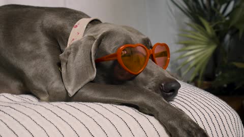 How many breeds of dogs are there?