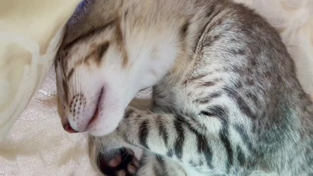 The kitten has a pair of bright and flexible eyes
