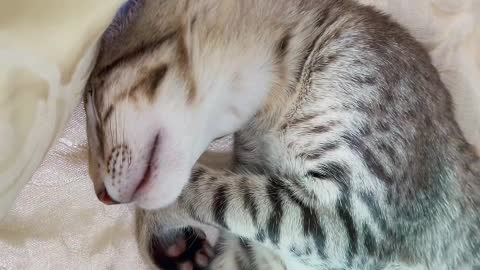 The kitten has a pair of bright and flexible eyes