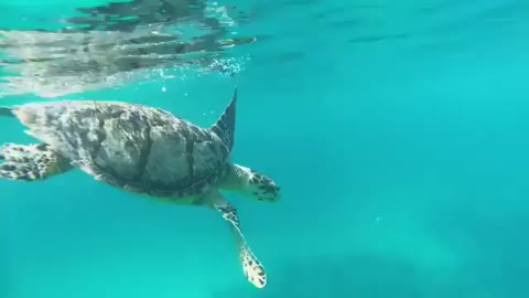 very cute sea turtle