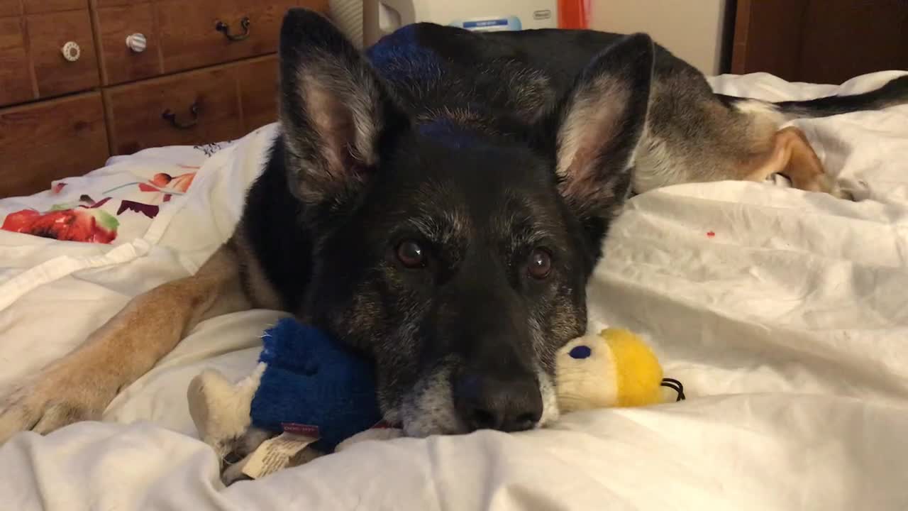 FIONA AND MISTER BILL DOLL