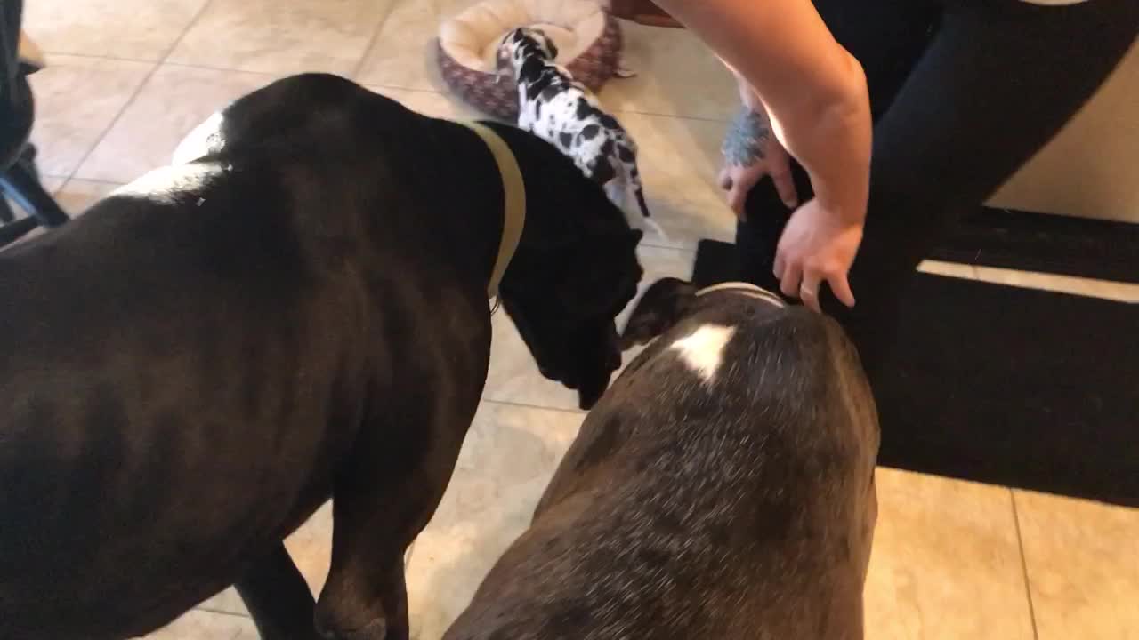 Jealous Pooch Throws Hilarious Tantrum When He Sees New Pup In The House