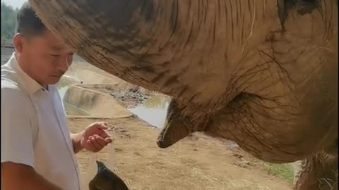 The breeder feeds the elephants delicious food