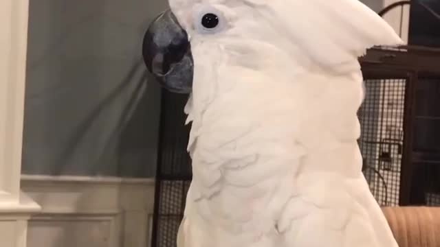 Funny parrots, funny doggy video