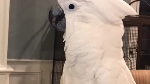 Funny parrots, funny doggy video