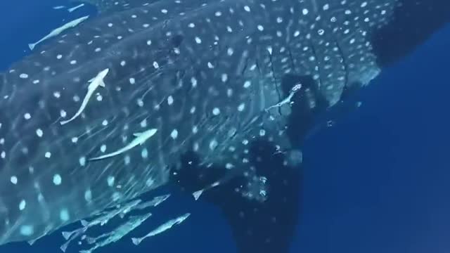 WOW 🐋🦈 whale shark off the coast of Anna Maria island 🏝