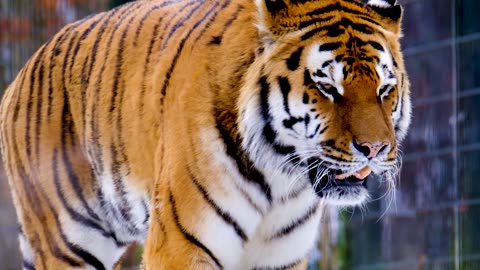 Watch: Fearless wild cat (tiger) walking with fearsome might as cameraman takes a blood thirsty shot