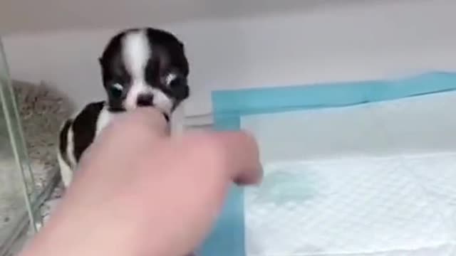 Funny animal short video.