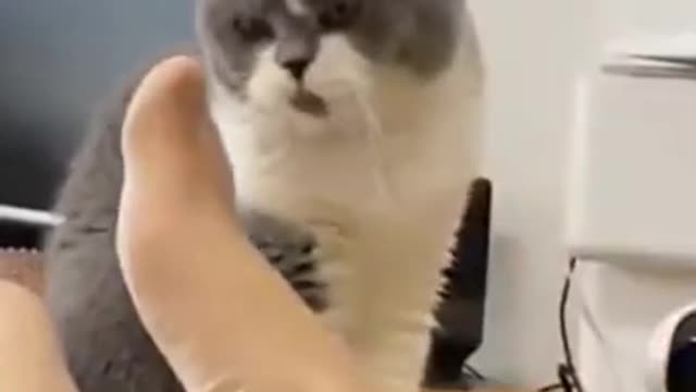 Funny But Smart Cat Must Watch It