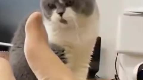 Funny But Smart Cat Must Watch It