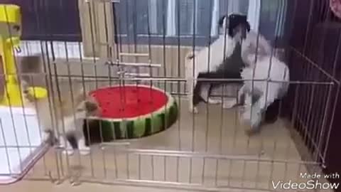 Cat want visit dogs home