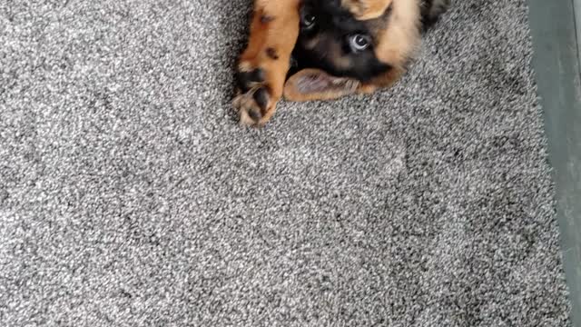 GSD Jake 11.5 weeks