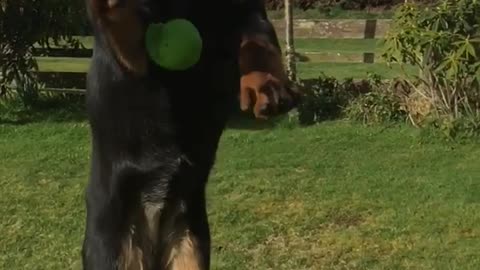 Dog trying to fetch ball but fails