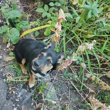 Cat vs. Uninvited Guest