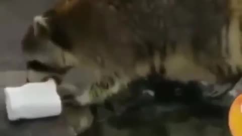 poor raccoon