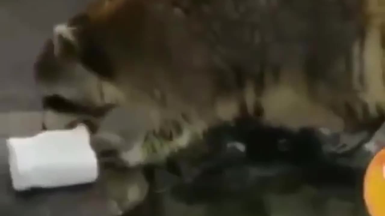 poor raccoon