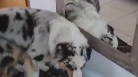Chien dentaire