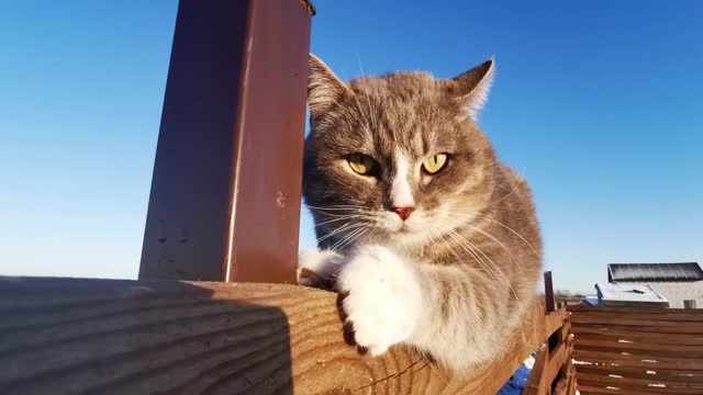 Fanny cat sitting on wall videos