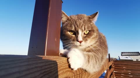 Fanny cat sitting on wall videos