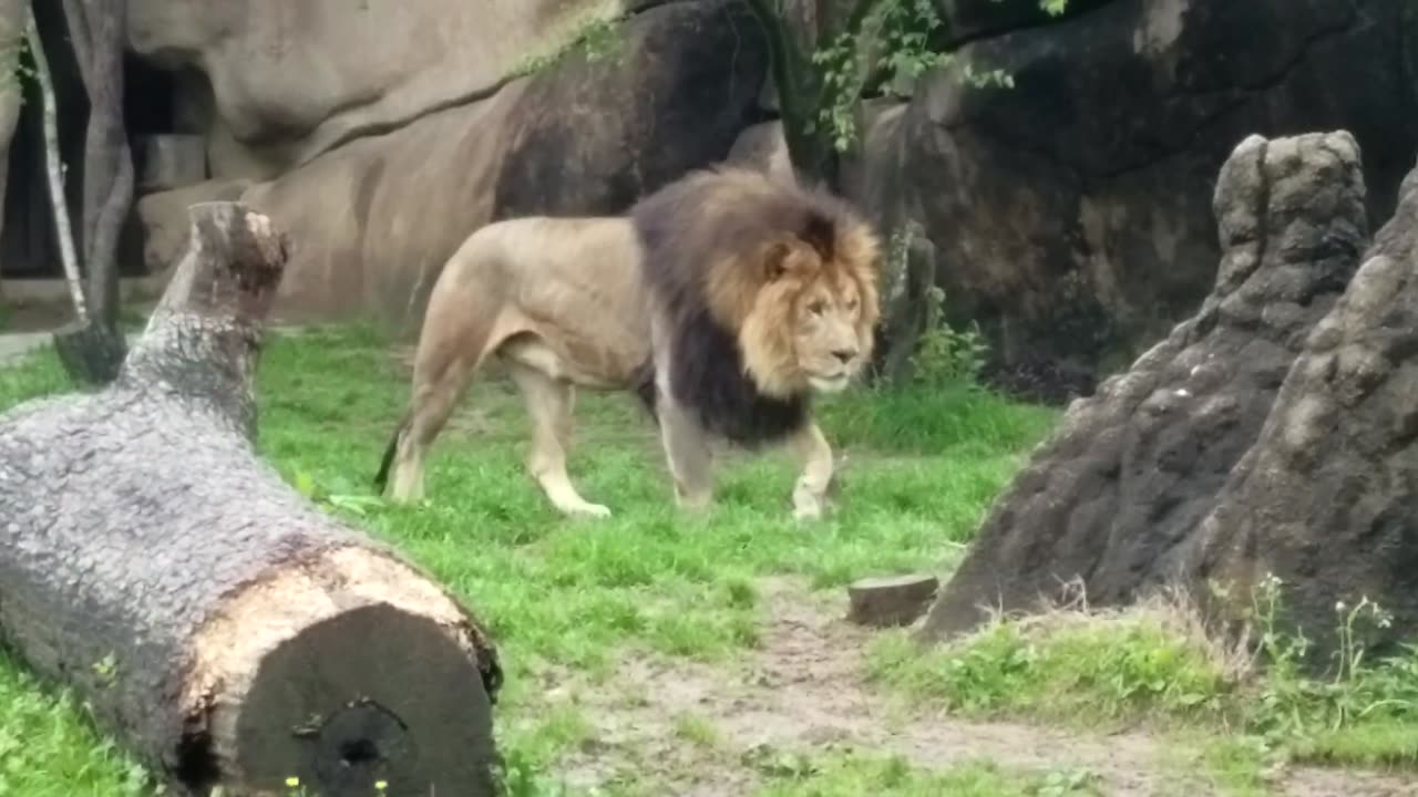 Lions showing Teeth at Louisville Zoo in Kentucky