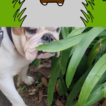 Watch This Before You Get a British Bulldog