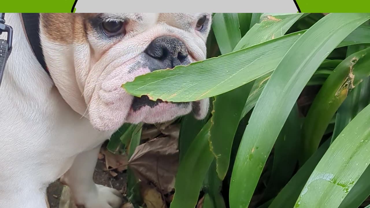 Watch This Before You Get a British Bulldog