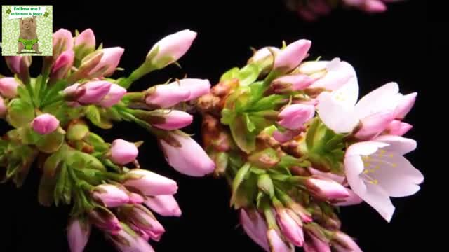 💐 Relaxing Flowers with Music 🎶