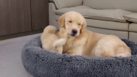 Puppy & Mother