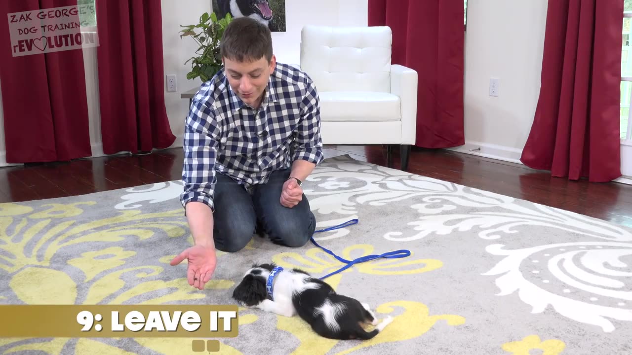 How Many Things Can you Teach your Puppy at Once-