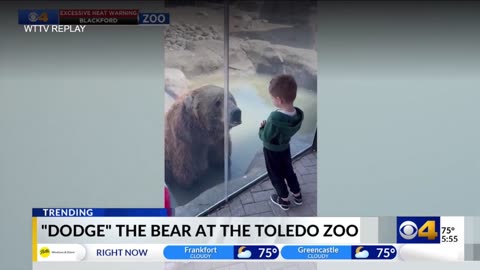 June 18, 2024 - Bear at Toledo Zoo Creates Some Anxious Moments for Visitors