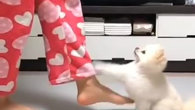 Cute dog danceing funny and cute Pomeranian puppies