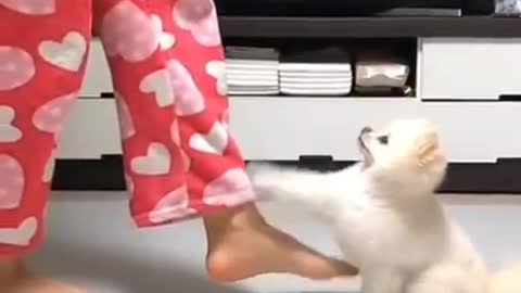 Cute dog danceing funny and cute Pomeranian puppies