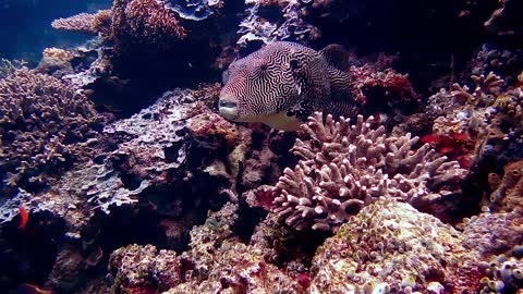 Wonderful fish that can hide among rocks