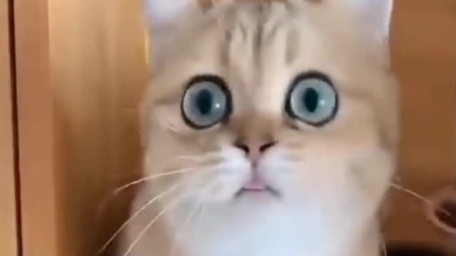 Frightened cat looks very funny😂. check the pet product ➡️ link in description ⬇️