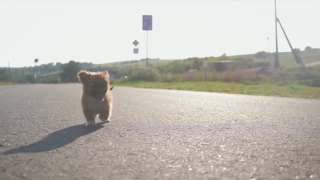 Cute Puppy Walking alone on The road