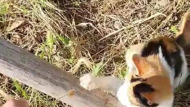 The baby cat I met on the road